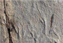 Animals first flex their muscles ” A new fossil discovery “