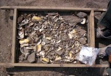Ancient shellfish remains rewrite 10,000-year history of El Niño cycles