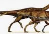 How do you make a bird? Shrink a dinosaur for 50 million years