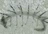 Misunderstood worm-like fossil finds its place in the Tree of Life