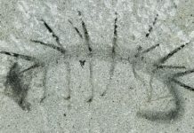 Misunderstood worm-like fossil finds its place in the Tree of Life