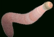 Ancient worms may have saved Earth