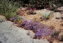 South-west diversity still a mystery but comparison lends clues