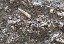 Asian monsoon much older than previously thought