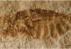 Exceptionally well preserved insect fossils from the Rhône Valley found