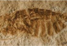 Exceptionally well preserved insect fossils from the Rhône Valley found