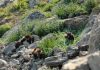 Uphill climb for mountain species?