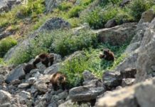 Uphill climb for mountain species?