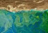 Shift in Arabia sea plankton may threaten fisheries