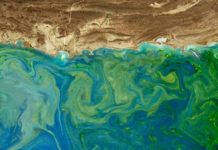 Shift in Arabia sea plankton may threaten fisheries