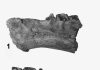 Ancient swamp creature had lips like Mick Jagger