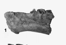 Ancient swamp creature had lips like Mick Jagger