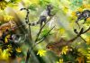 Three extinct squirrel-like species discovered