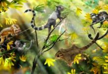 Three extinct squirrel-like species discovered