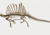 Scientists report first semiaquatic dinosaur, Spinosaurus