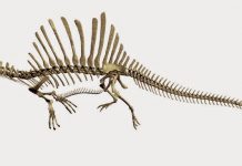 Scientists report first semiaquatic dinosaur, Spinosaurus