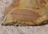 Impact that doomed the dinosaurs helped the forests bloom