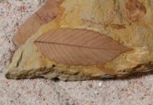 Impact that doomed the dinosaurs helped the forests bloom