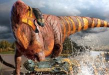 Hadrosaur with huge nose discovered