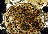 Fossil of ancient multicellular life sets evolutionary timeline back 60 million years