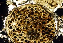 Fossil of ancient multicellular life sets evolutionary timeline back 60 million years