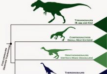 Dinosaur family tree gives fresh insight into rapid rise of birds