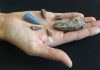 Tooth buried in bone shows prehistoric predators tangled across land, sea