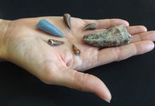 Tooth buried in bone shows prehistoric predators tangled across land, sea