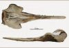 New species of extinct dolphin sheds light on river dolphin history