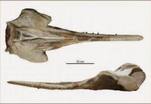 New species of extinct dolphin sheds light on river dolphin history