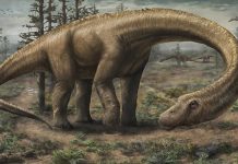 Dreadnoughtus: Gigantic, exceptionally complete sauropod dinosaur