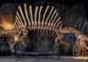 Giant predatory dinosaur Spinosaurus was scourge of prehistoric rivers