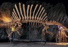 Giant predatory dinosaur Spinosaurus was scourge of prehistoric rivers