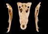 Answer to restoring lost island biodiversity found in fossils