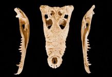 Answer to restoring lost island biodiversity found in fossils