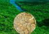 Plant life forms in the fossil record