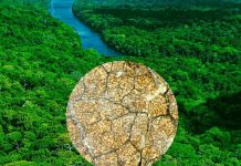 Plant life forms in the fossil record
