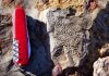 Fossil record reveals microbial life following mass extinctions