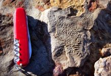 Fossil record reveals microbial life following mass extinctions