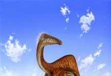 Fossils reveal ‘beer-bellied’ dinosaur