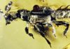 52-million-year-old amber preserves ‘ant-loving’ beetle