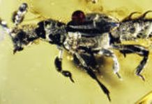 52-million-year-old amber preserves ‘ant-loving’ beetle