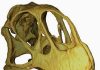 How dinosaurs divided their meals at the Jurassic dinner table