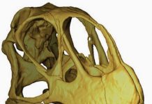 How dinosaurs divided their meals at the Jurassic dinner table