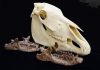 Ancient rhino-relatives were water-loving