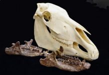 Ancient rhino-relatives were water-loving