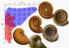 Physics determined ammonite shell shape