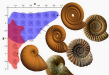 Physics determined ammonite shell shape