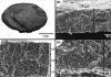 Fossilized bird egg offers clues to Brazil’s prehistoric past