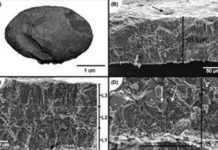 Fossilized bird egg offers clues to Brazil’s prehistoric past